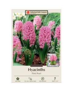 Hyacinth, Pink Pearl