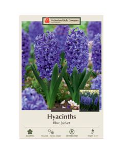 Hyacinth, Blue Jacket
