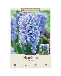 Hyacinth, Delft Blue