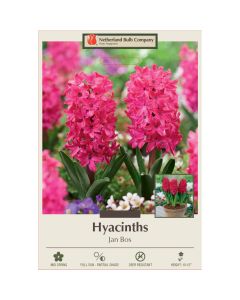 Hyacinth, Jan Bos
