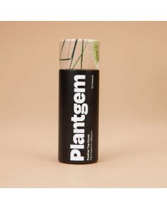 Pennisetum 'Feathertop Grass' ~ 100 Seeds