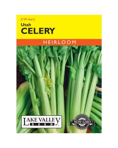 Apium, Celery 'Utah'