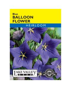 Platycodon, Balloon Flower 'Blue'