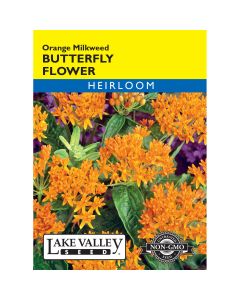 Asclepias, Butterfly Flower 'Orange Milkweed'