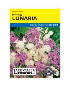 Lunaria, Silver Dollar Mix 'Honesty' Heirloom