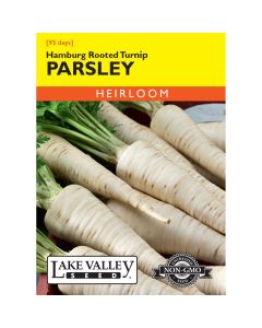 Petroselinum, Parsley Root 'Hamburg Rooted Turnip' Heirloom