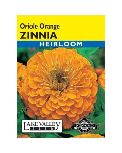Zinnia 'Oriole Orange' Heirloom