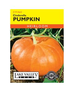 Cucurbita, Pumpkin 'Cinderella'