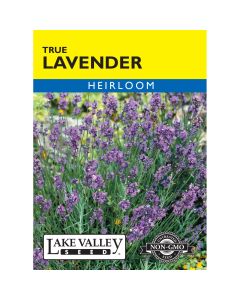 Lavandula, English Lavender 'True' Heirloom