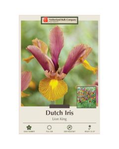 Iris, Dutch Iris 'Lion King'