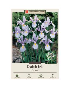 Iris, Dutch Iris 'Carmen'