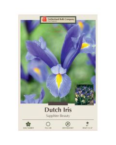 Iris, Dutch Iris 'Sapphire Beauty'