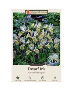 Iris, Dwarf Iris 'Katharine Hodgkin'