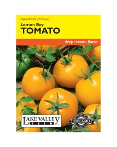 Solanum, Tomato Globe (Pole) 'Lemon Boy' Hybrid