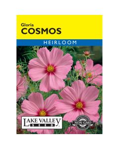 Cosmos 'Gloria'