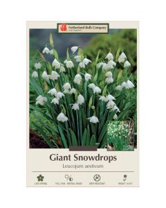 Leucojum, Giant Snowdrop