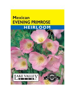 Oenothera, Evening Primrose 'Mexican' Heirloom