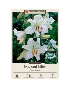 Lilium, Oriental Fragrant Lily 'Casa Blanca' 