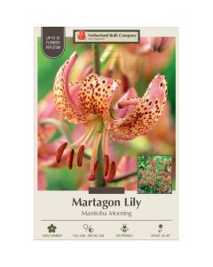 Lilium, Martagon Wild Lily 'Manitoba Morning' 