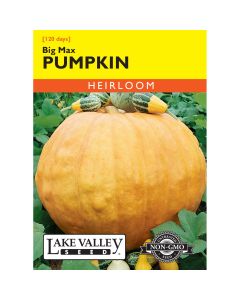 Cucurbita, Giant Pumpkin 'Big Max' Heirloom