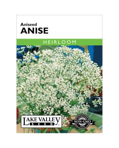 Pimpinella, Anise 'Heirloom'