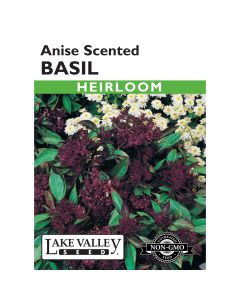 Ocimum, Basil 'Anise Scented' Heirloom