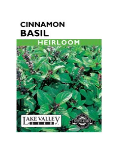 Ocimum, Basil 'Cinnamon' Heirloom