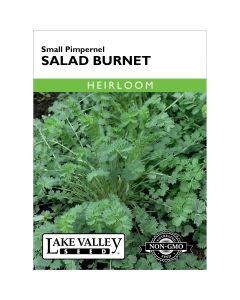 Sanguisorba, Salad Burnet 'Small Pimpernel' Heirloom