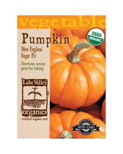 Curcurbita, Pumpkin 'New England Sugar Pie'