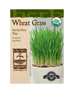 Triticum, Wheat Grass 'Hard Red Winter'