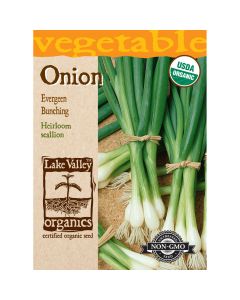 Allium, Welsh Onion 'Evergreen Bunching'