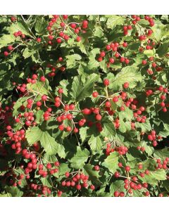 Viburnum, Guelder Rose 'Compact European'