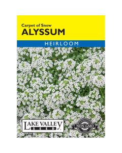 Lobularia, Alussum 'Carpet of Snow'