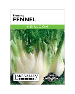 Foeniculum, Fennel 'Florence'