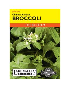 Brassica, Chinese Broccoli 'Kailaan' Heirloom