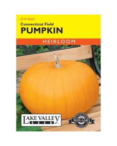 Cucurbita, Pie Pumpkin 'Connecticut Field' Heirloom