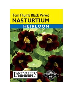 Tropaeolum, Nasturtium 'Tom Thumb Black Velvet'