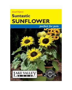 Helianthus, Dwarf Sunflower 'Suntastic' Hybrid