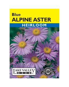 Aster, Alpine Blue