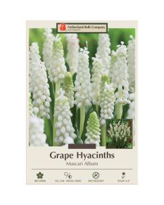 Muscari, Grape Hyacinth 'Album'