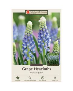 Muscari, Grape Hyacinth 'Julia®'