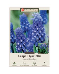 Muscari, Grape Hyacinth 'Dark Eyes'