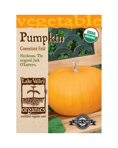 Cucurbita, Pie Pumpkin 'Connecticut Field' Organic Heirloom