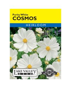 Cosmos 'Purity White' Heirloom