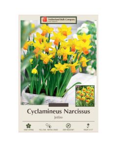 Narcissus, Cyclamineus 'Jetfire'