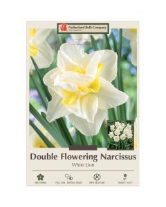 Narcissus, Double Flowering 'White Lion'