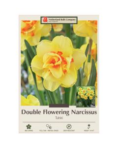 Narcissus, Double Flowering 'Tahiti'