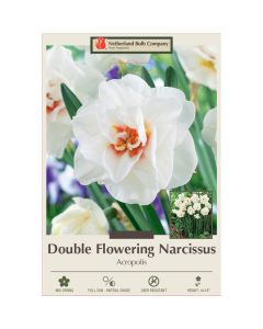 Narcissus, Double Flowering 'Acropolis'