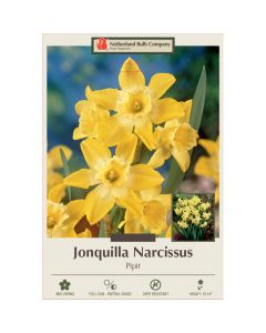 Narcissus, Jonquil 'Pipit'