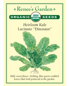 Brassica, Kale, Lacinato "Dinosaur" ~ 250 seeds